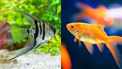 Can Glofish Eat Goldfish Food? And Why Do Fish Dream in Color?