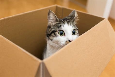 Can Green Tea Stain Your Teeth and Why Do Cats Love Cardboard Boxes?