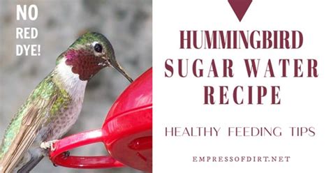 Can You Use Cane Sugar for Hummingbird Food? And Why Do Hummingbirds Love Sweet Things So Much?