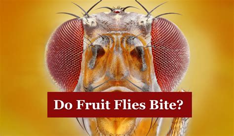 Do Fruit Flies Bite? Exploring the Myth and the Madness