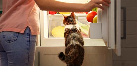 Does Tea Need to Be Refrigerated? And Why Do Cats Always Sit in Empty Boxes?