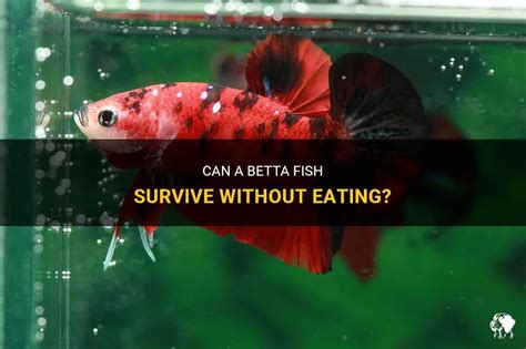 How Long Can Betta Go Without Food: A Dive into the Mysteries of Fasting Fish