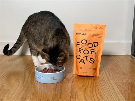 How Much Does Smalls Cat Food Cost and Why Do Cats Dream of Electric Mice?