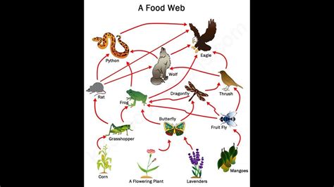 How to Draw a Food Web: Unraveling the Threads of Nature's Tapestry