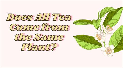 Is all tea from the same plant, or does the universe conspire to brew diversity in every cup?